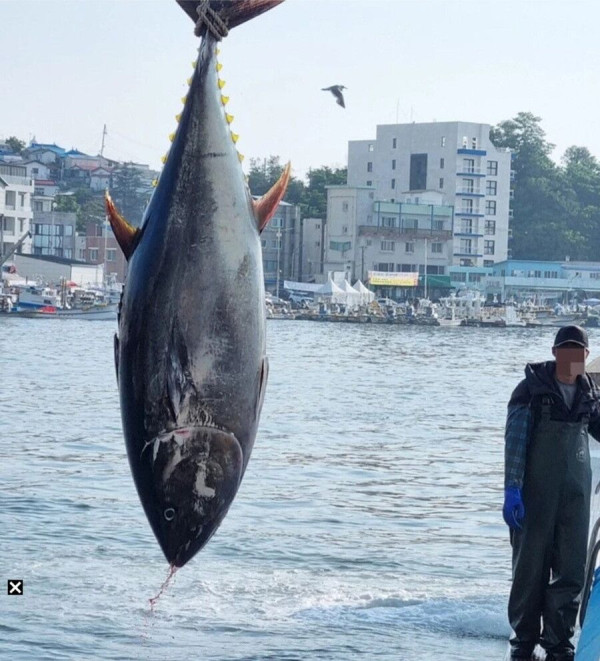 강릉 앞바다 근황